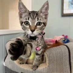 Kiki thumbnail 2
