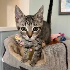 Kiki thumbnail 3