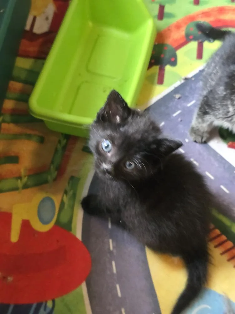 A baby medium-sized female Black Domestic Short Hair cat named Eva for adoption in Clinton Township, MI