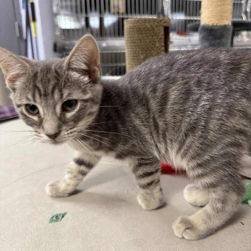 A baby small-sized male Gray / Blue / Silver Domestic Short Hair cat named Oliver for adoption in Falls Church, VA