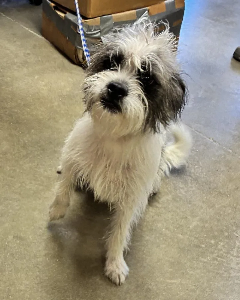 An adult small-sized male White / Cream Mixed Breed dog named Boo for adoption in Mason City, IA