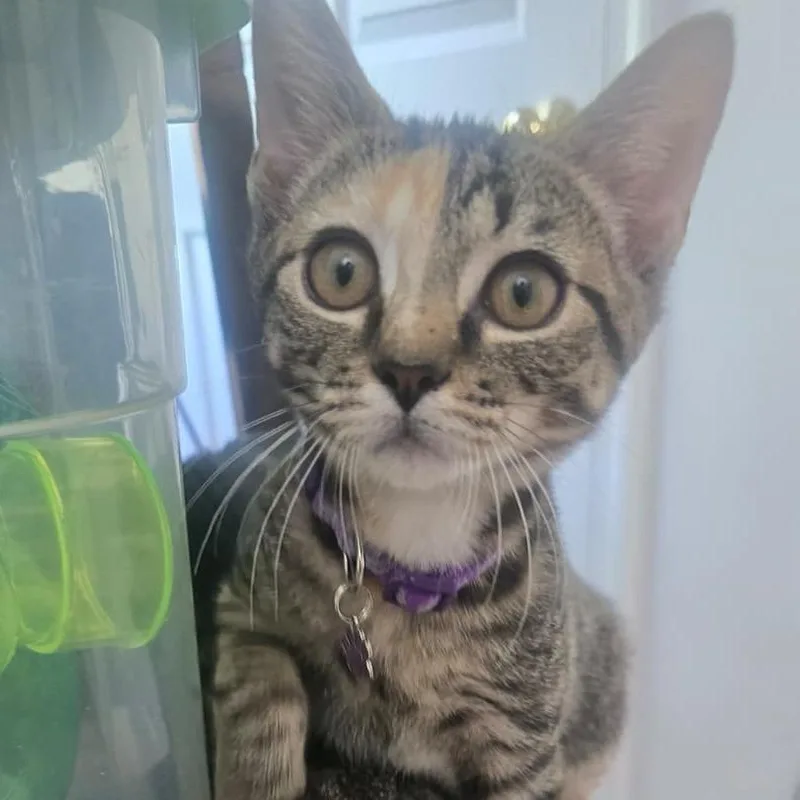 A baby small-sized female Torbie Domestic Short Hair cat named Melva for adoption in Winchester, VA