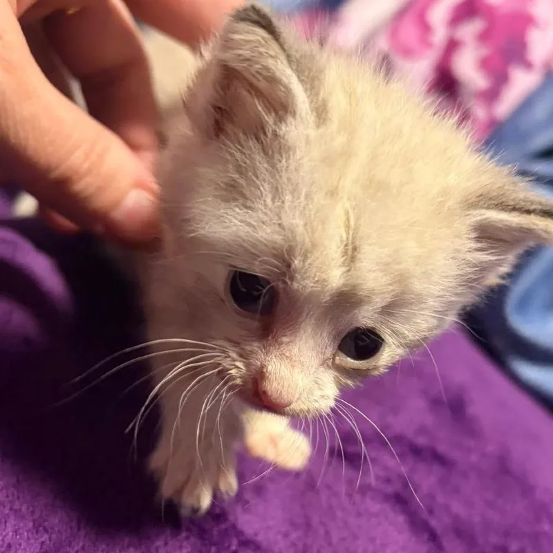A baby small-sized male White Domestic Short Hair cat named Koala for adoption in Edwards, IL