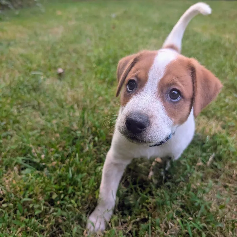 A baby medium-sized female Cattle Dog dog named Macee Pup  Portia for adoption in Fairfax, VA