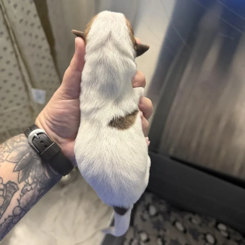 Macee Pup  Portia thumbnail 2