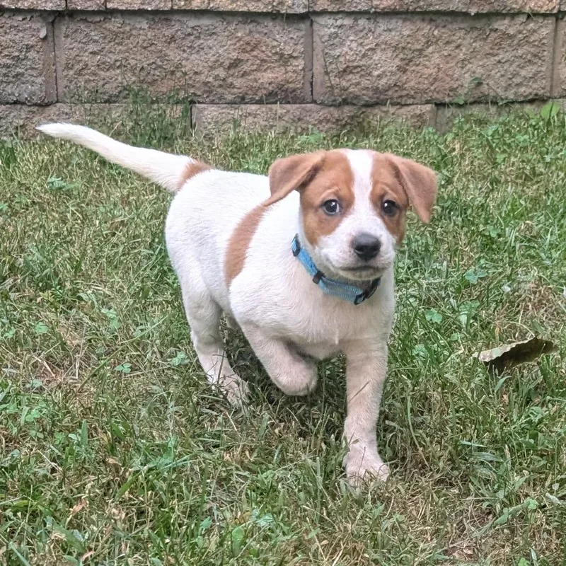 Macee Pup  Portia thumbnail 3
