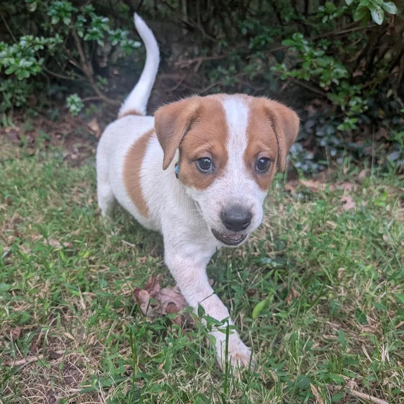 Macee Pup  Portia thumbnail 4