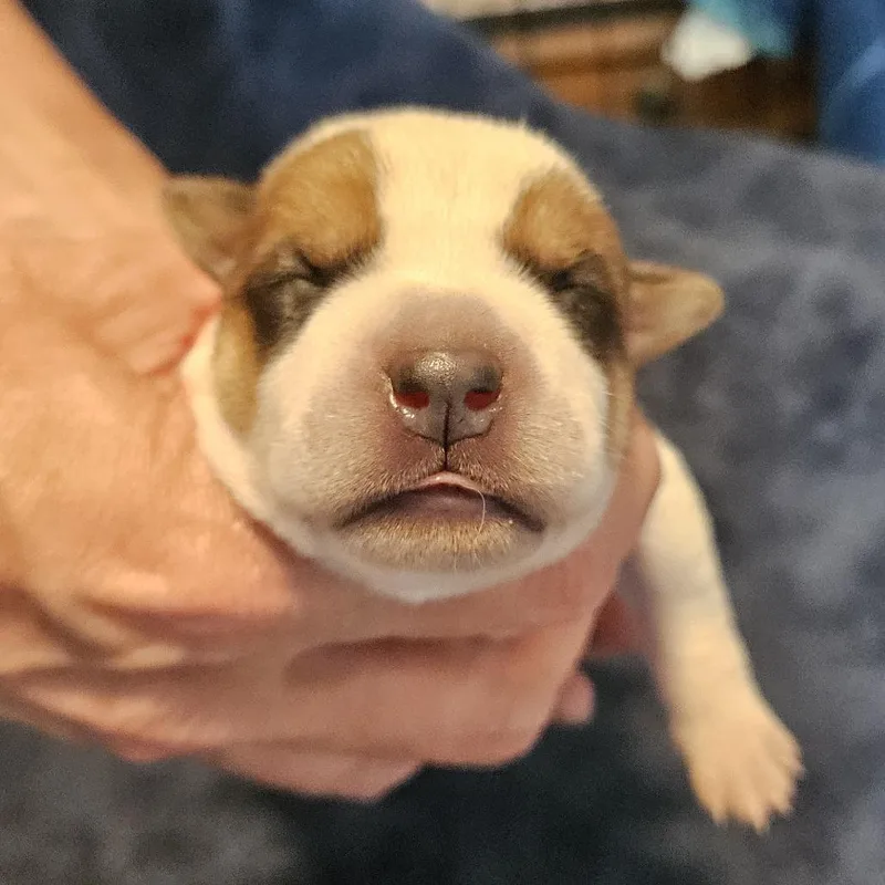 Macee Pup  Portia thumbnail 5