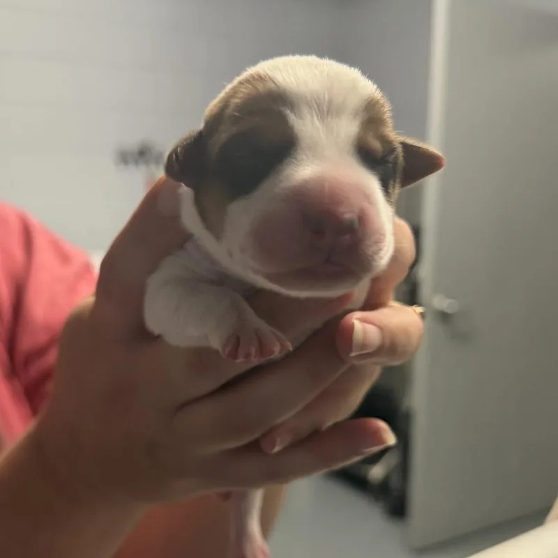 Macee Pup  Portia thumbnail 6