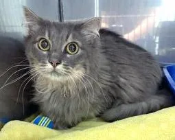 An adult medium-sized female Domestic Long Hair cat named Jinxy for adoption in Fishers, IN