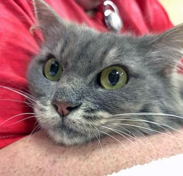 Jinxy thumbnail 2