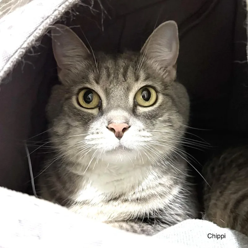 An adult medium-sized female Gray / Blue / Silver Domestic Short Hair cat named Chippi for adoption in Sarasota, FL