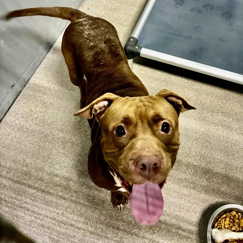 Goofy Greg thumbnail 2