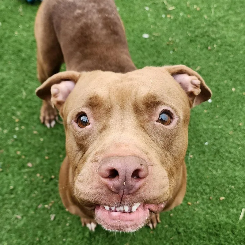 Goofy Greg thumbnail 5