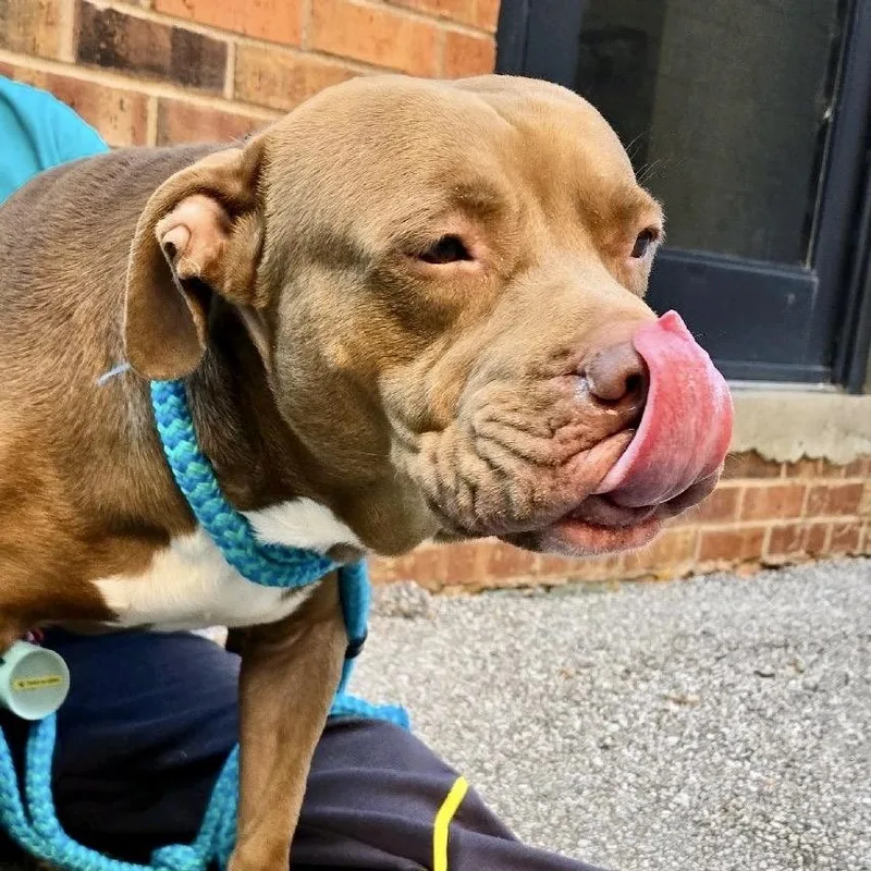 Goofy Greg thumbnail 6