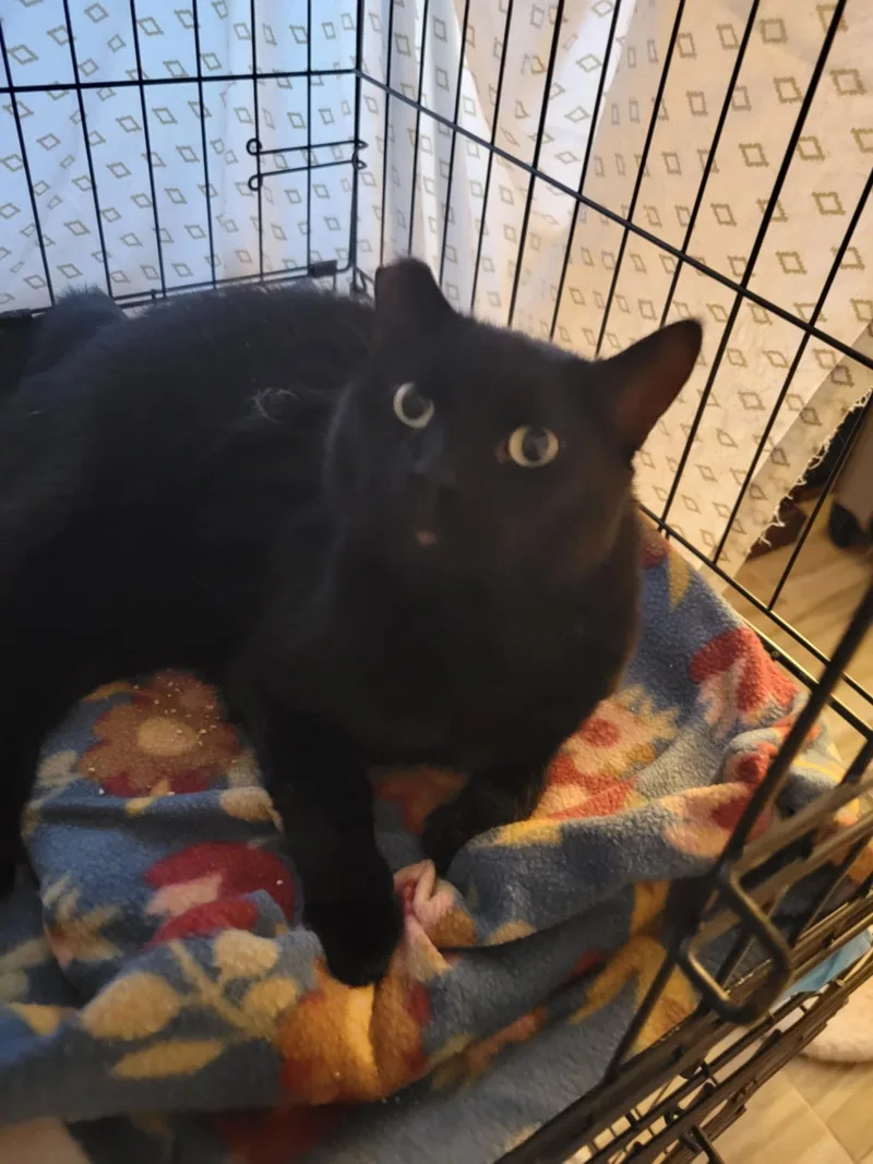 A senior large-sized female Domestic Short Hair cat named Pepper for adoption in Orange, CA