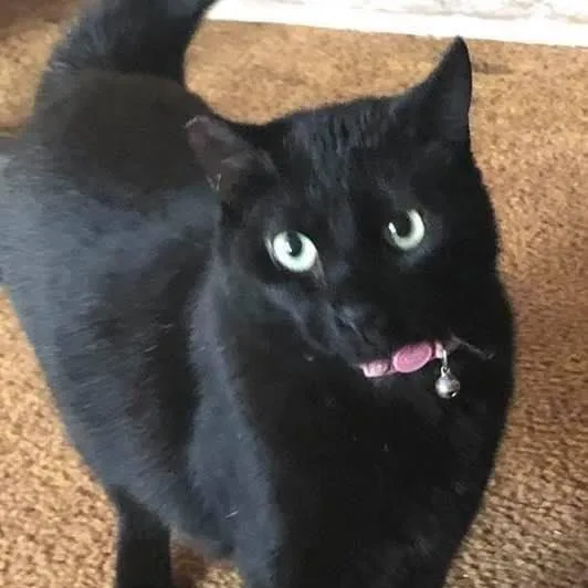 Pepper thumbnail 2