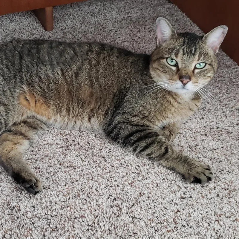 Frostskader thumbnail 2