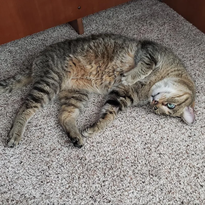 Frostskader thumbnail 3