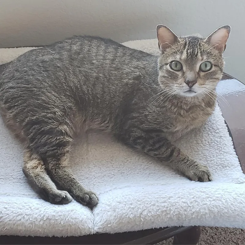 Frostskader thumbnail 4