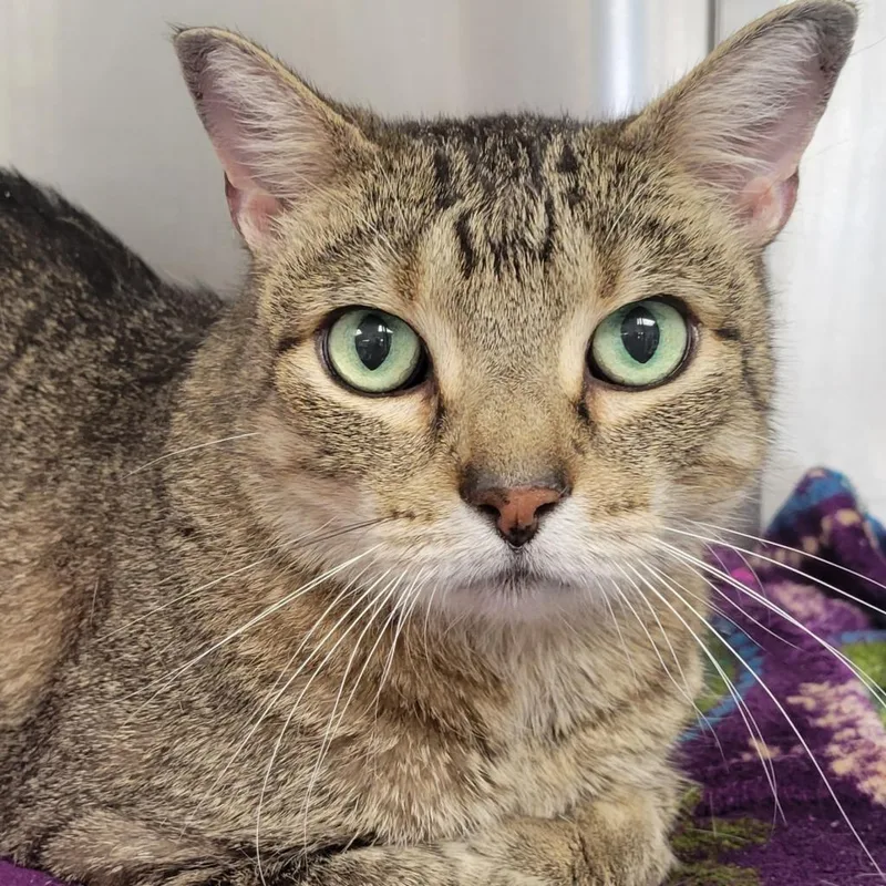 Frostskader thumbnail 5