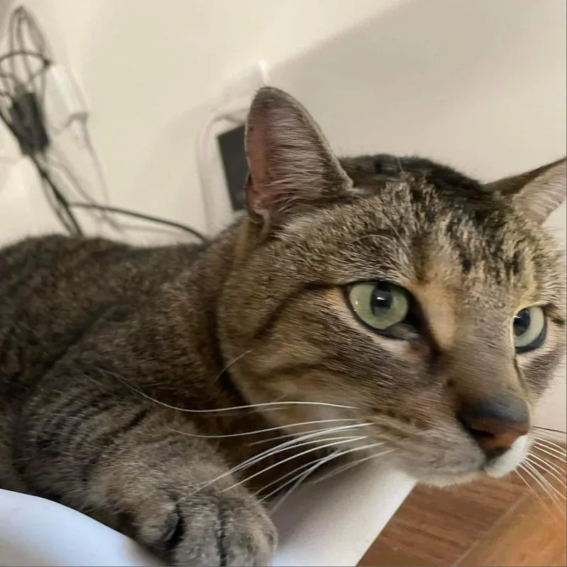 Frostskader thumbnail 6