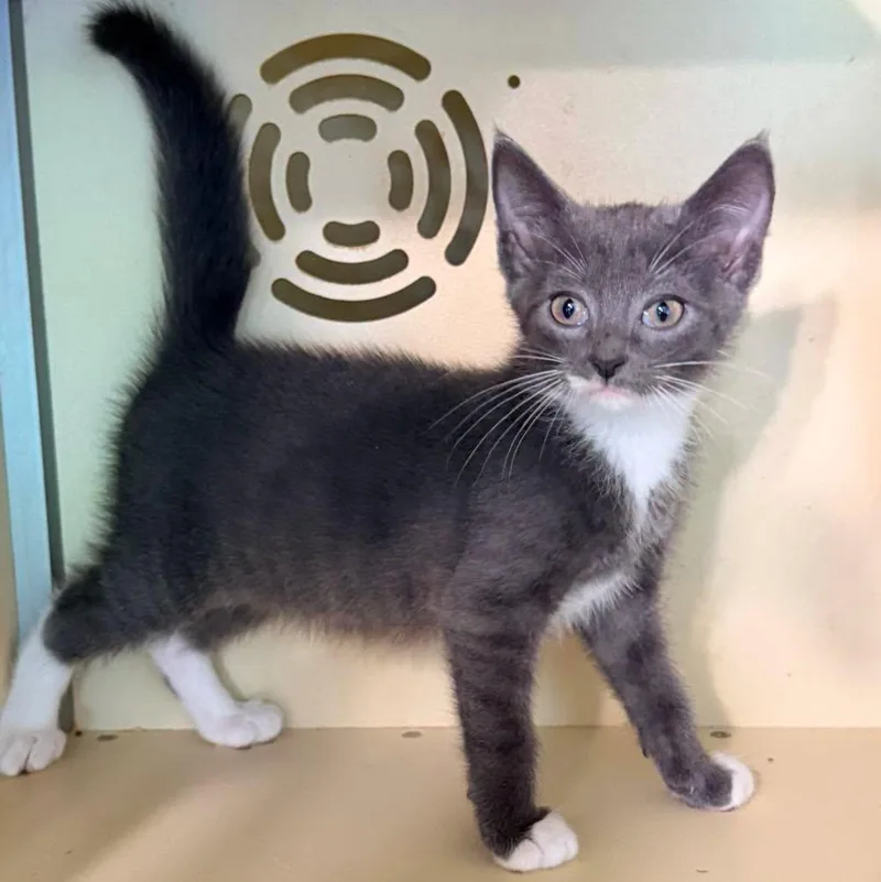 A baby small-sized male Gray & White Domestic Short Hair cat named Enzo for adoption in Capshaw, AL