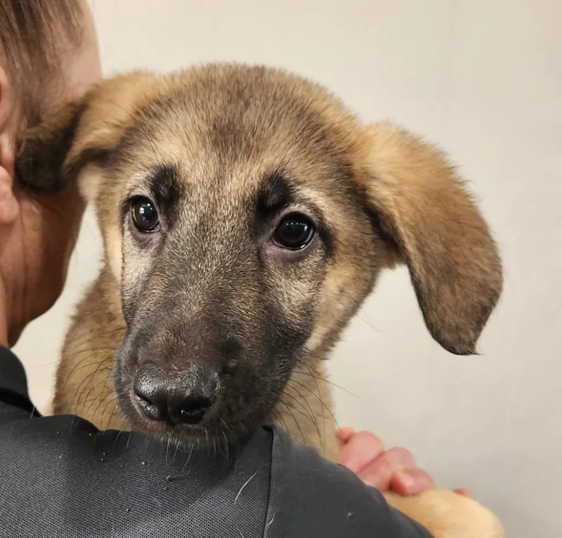 A baby medium-sized male Shepherd dog named Hickory for adoption in Walnutport, PA