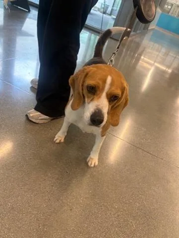 An adult medium-sized female Beagle dog named Dior for adoption in San Martin, CA