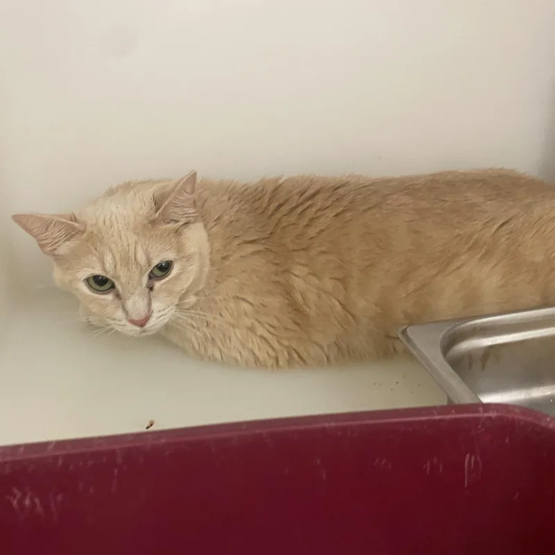 A young medium-sized female Cream Point Domestic Short Hair cat named Cako for adoption in King George, VA