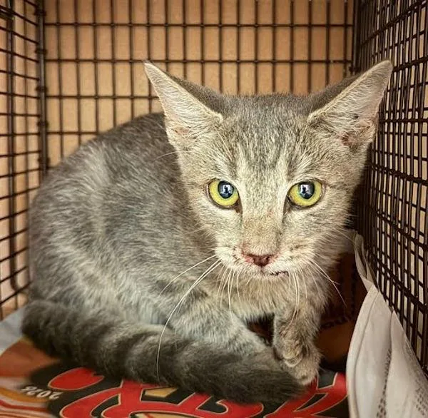 A baby small-sized male Domestic Short Hair cat named Sol for adoption in Austin, TX