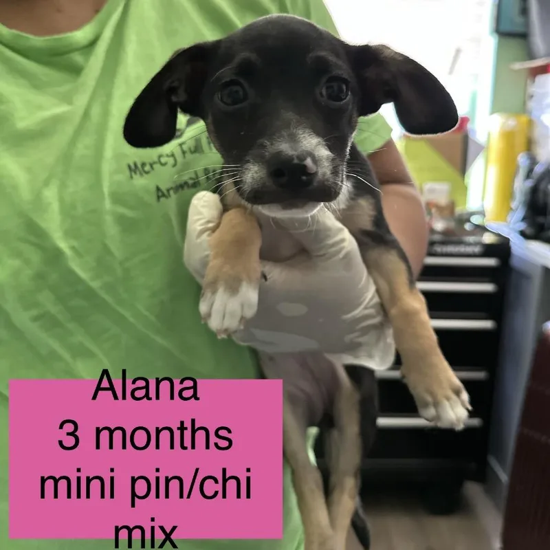 A baby small-sized female Black Miniature Pinscher dog named Alana for adoption in Tampa, FL