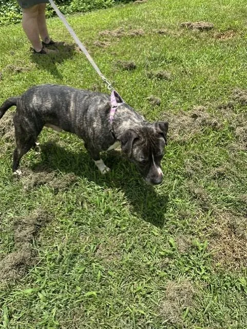 An adult medium-sized male Brindle American Staffordshire Terrier dog named Tiger for adoption in CUMMING, GA