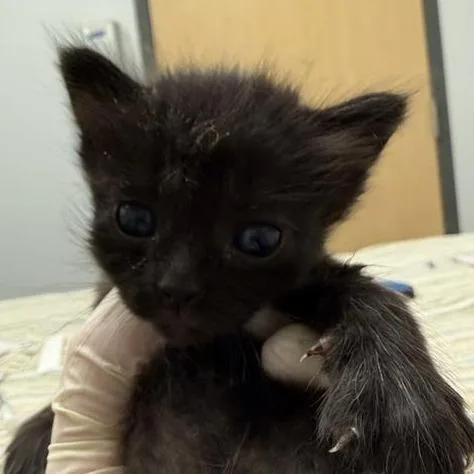 A baby small-sized female Black Domestic Medium Hair cat named Samwise for adoption in Jacksonville, FL