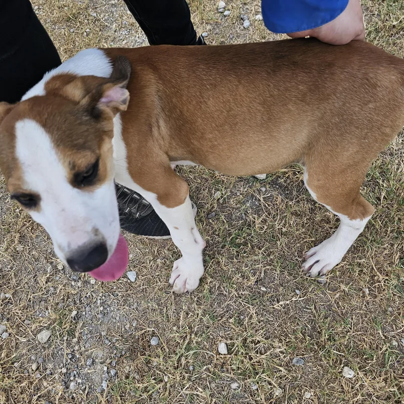 A baby small-sized male White / Cream Black Mouth Cur dog named Maple for adoption in Hamilton , TX