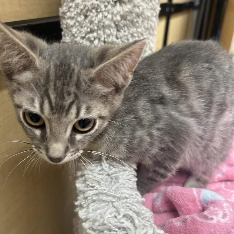 A baby small-sized male Gray / Blue / Silver Domestic Short Hair cat named Bobby for adoption in Hemet, CA
