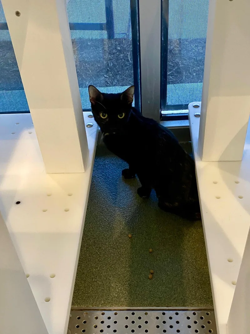 A young medium-sized female Tortoiseshell cat named Twix A for adoption in Plano, TX