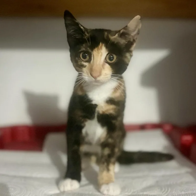 A baby small-sized female Calico Domestic Short Hair cat named Sherkhan for adoption in Long Beach, CA