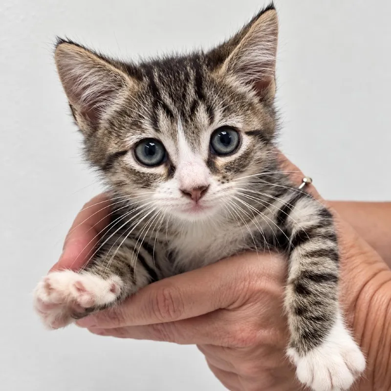 A baby small-sized male Brown / Chocolate Domestic Short Hair cat named Blue Ridge for adoption in Austin, TX