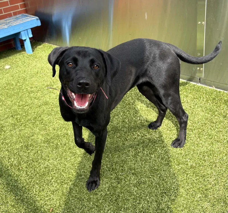 A young medium-sized female Black Labrador Retriever dog named Storm for adoption in Oxford, MI
