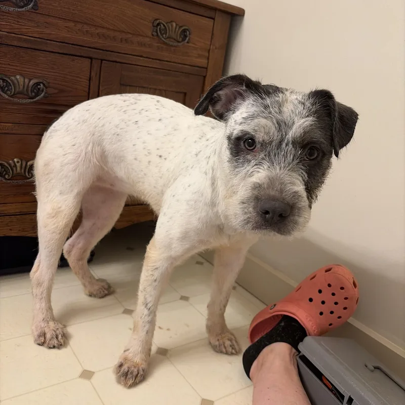 A young medium-sized female Wire Fox Terrier dog named Panda for adoption in Clinton, MO