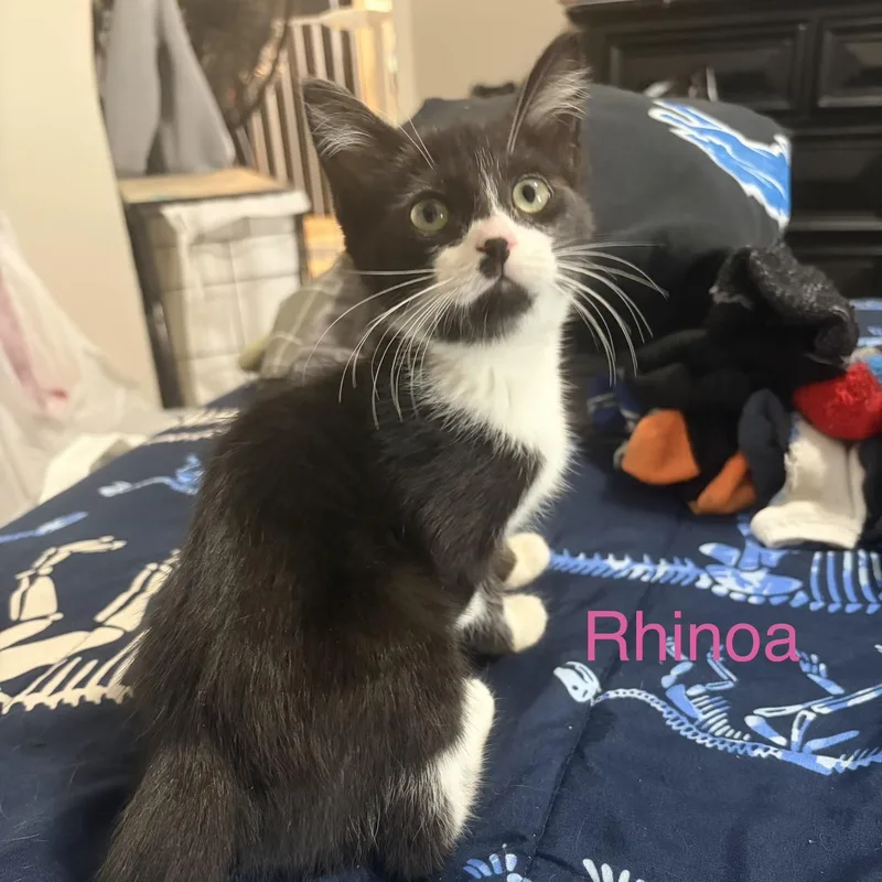 A baby small-sized female Black & White / Tuxedo Domestic Short Hair cat named Rhinoa for adoption in Davisburg, MI