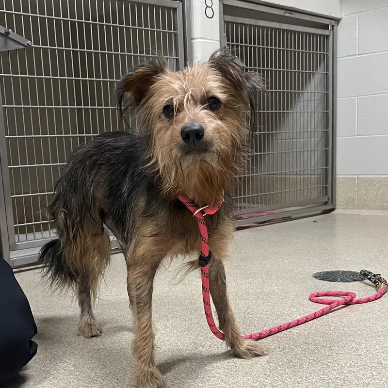 An adult small-sized male Terrier dog named Ricky Bobby for adoption in Bristol, IN
