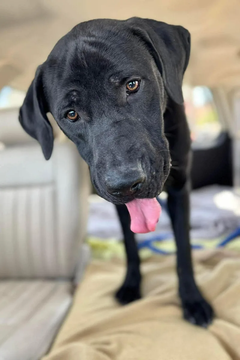 A young large-sized male Mastiff dog named Slate for adoption in Mesa, AZ