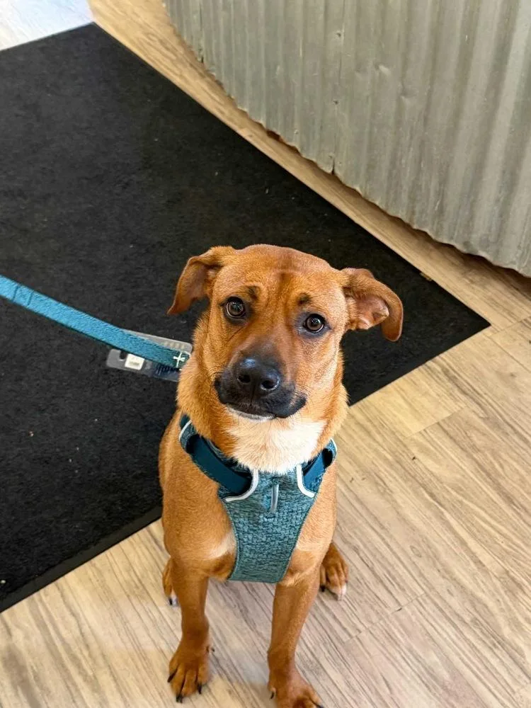 An adult medium-sized male Mixed Breed dog named Milo for adoption in San Diego, CA