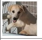 A baby medium-sized female Apricot / Beige Akbash dog named Girl Choctaw for adoption in San Luis, CO