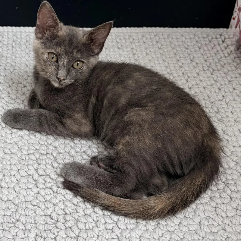 A baby medium-sized female Dilute Tortoiseshell cat named Ember for adoption in Fresno, CA