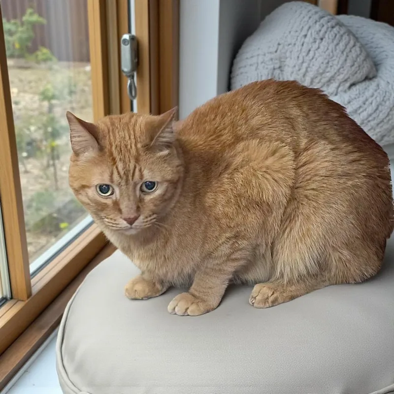 An adult medium-sized male Orange / Red Domestic Short Hair cat named Simba for adoption in Chuckey, TN