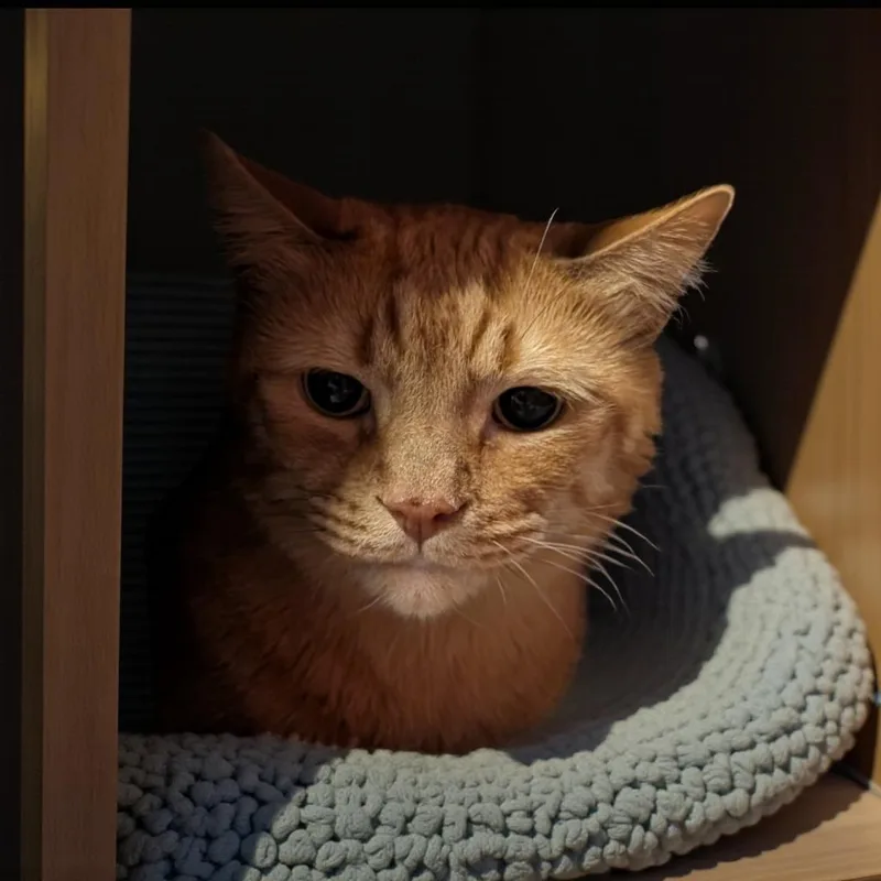 Simba thumbnail 2