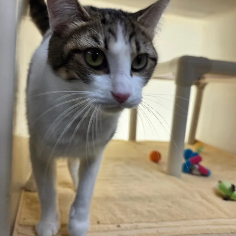 An adult medium-sized female Brown / Chocolate Domestic Short Hair cat named Jelly for adoption in Harrisonburg, VA